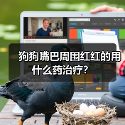 狗狗嘴巴周围红红的用什么药治疗？（图3）