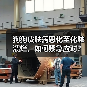 狗狗皮肤病恶化至化脓溃烂，如何紧急应对？