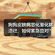 狗狗皮肤病恶化至化脓溃烂，如何紧急应对？（图4）