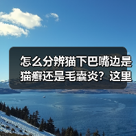 怎么分辨猫下巴嘴边是猫癣还是毛囊炎?这里有对照图!(图3) 怎么分辨猫下巴嘴边是猫癣还是毛囊炎?这里有对照图!(图3)
