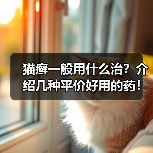 猫癣一般用什么治？介绍几种平价好用的药！