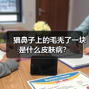猫鼻子上的毛秃了一块是什么皮肤病?(图2) 猫鼻子上的毛秃了一块是什么皮肤病?(图2)