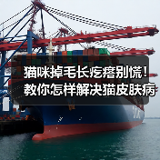 猫咪掉毛长疙瘩别慌!教你怎样解决猫皮肤病!(图2) 猫咪掉毛长疙瘩别慌!教你怎样解决猫皮肤病!(图2)