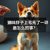 猫咪脖子上毛秃了一块是怎么回事？