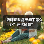 猫咪皮肤病结痂了怎么办?要抠掉吗?(图2) 猫咪皮肤病结痂了怎么办?要抠掉吗?(图2)