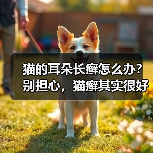 猫的耳朵长癣怎么办?别担心,猫癣其实很好治!(图4) 猫的耳朵长癣怎么办?别担心,猫癣其实很好治!(图4)