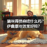 猫咪得猫癣吃什么药?伊曲康唑效果好吗?(图3) 猫咪得猫癣吃什么药?伊曲康唑效果好吗?(图3)