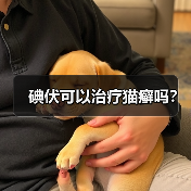 碘伏可以治疗猫癣吗?(图2) 碘伏可以治疗猫癣吗?(图2)
