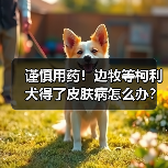 谨慎用药！边牧等柯利犬得了皮肤病怎么办？