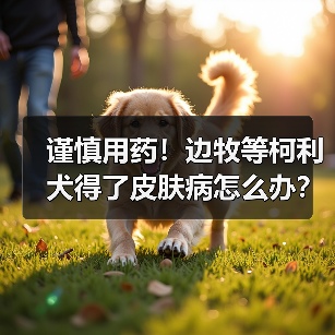 谨慎用药!边牧等柯利犬得了皮肤病怎么办?(图2) 谨慎用药!边牧等柯利犬得了皮肤病怎么办?(图2)