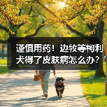 谨慎用药!边牧等柯利犬得了皮肤病怎么办?(图4) 谨慎用药!边牧等柯利犬得了皮肤病怎么办?(图4)