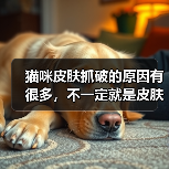 猫咪皮肤抓破的原因有很多,不一定就是皮肤病!(图2) 猫咪皮肤抓破的原因有很多,不一定就是皮肤病!(图2)