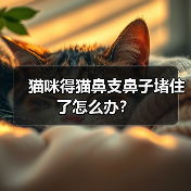 猫咪得猫鼻支鼻子堵住了怎么办？（图2）