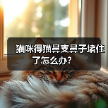 猫咪得猫鼻支鼻子堵住了怎么办？（图3）