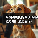 带图辨别狗狗湿疹|狗狗湿疹用什么药治疗？（图4）
