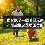 猫咪脱了一撮毛但无癣？可能是这些原因导致的！（图2）