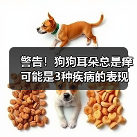 警告！狗狗耳朵总是痒可能是3种疾病的表现