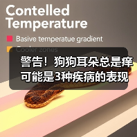 警告！狗狗耳朵总是痒可能是3种疾病的表现（图2）