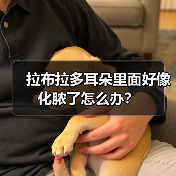 拉布拉多耳朵里面好像化脓了怎么办？