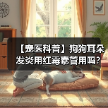 【宠医科普】狗狗耳朵发炎用红霉素管用吗？（图2）