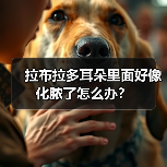 拉布拉多耳朵里面好像化脓了怎么办？（图3）