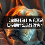 【宠医科普】狗狗耳朵红痒擦什么药好得快？