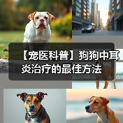 【宠医科普】狗狗中耳炎治疗的最佳方法（图3）