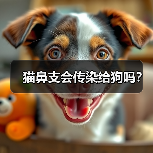 猫鼻支会传染给狗吗？