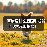 耳螨是什么原因引起的?3大元凶揭秘!(图2) 耳螨是什么原因引起的?3大元凶揭秘!(图2)
