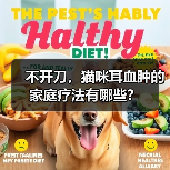 不开刀,猫咪耳血肿的家庭疗法有哪些?(图2) 不开刀,猫咪耳血肿的家庭疗法有哪些?(图2)
