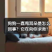 狗狗一直甩耳朵是怎么回事?它在向你求救!(图3) 狗狗一直甩耳朵是怎么回事?它在向你求救!(图3)