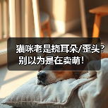 猫咪老是挠耳朵/歪头？别以为是在卖萌！