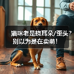 猫咪老是挠耳朵/歪头?别以为是在卖萌!(图3) 猫咪老是挠耳朵/歪头?别以为是在卖萌!(图3)