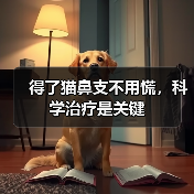 得了猫鼻支不用慌,科学治疗是关键(图4) 得了猫鼻支不用慌,科学治疗是关键(图4)