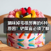 猫咪掉毛很厉害的6种原因!铲屎官必须了解!(图1) 猫咪掉毛很厉害的6种原因!铲屎官必须了解!(图1)