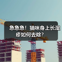 急急急!猫咪身上长湿疹如何去除?(图2) 急急急!猫咪身上长湿疹如何去除?(图2)