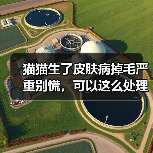 猫猫生了皮肤病掉毛严重别慌,可以这么处理!(图1) 猫猫生了皮肤病掉毛严重别慌,可以这么处理!(图1)
