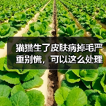 猫猫生了皮肤病掉毛严重别慌,可以这么处理!(图3) 猫猫生了皮肤病掉毛严重别慌,可以这么处理!(图3)