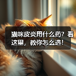 猫咪皮炎用什么药?看这里,教你怎么选!(图1) 猫咪皮炎用什么药?看这里,教你怎么选!(图1)