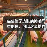 猫猫生了皮肤病掉毛严重别慌,可以这么处理!(图4) 猫猫生了皮肤病掉毛严重别慌,可以这么处理!(图4)