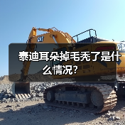 泰迪耳朵掉毛秃了是什么情况?(图3) 泰迪耳朵掉毛秃了是什么情况?(图3)