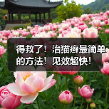 得救了!治猫癣最简单的方法!见效超快!(图3) 得救了!治猫癣最简单的方法!见效超快!(图3)