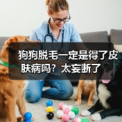 狗狗脱毛一定是得了皮肤病吗?太妄断了(图2) 狗狗脱毛一定是得了皮肤病吗?太妄断了(图2)