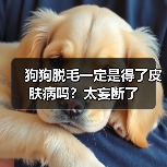 狗狗脱毛一定是得了皮肤病吗?太妄断了(图3) 狗狗脱毛一定是得了皮肤病吗?太妄断了(图3)