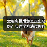 宠物离世后怎么走出悲伤?心理学方法帮你疗愈(图3) 宠物离世后怎么走出悲伤?心理学方法帮你疗愈(图3)
