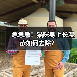 急急急!猫咪身上长湿疹如何去除?(图1) 急急急!猫咪身上长湿疹如何去除?(图1)