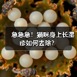 急急急!猫咪身上长湿疹如何去除?(图2) 急急急!猫咪身上长湿疹如何去除?(图2)