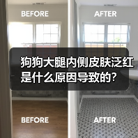 狗狗大腿内侧皮肤泛红是什么原因导致的?(图4) 狗狗大腿内侧皮肤泛红是什么原因导致的?(图4)