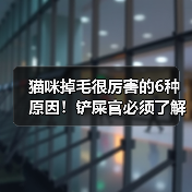 猫咪掉毛很厉害的6种原因!铲屎官必须了解!(图1) 猫咪掉毛很厉害的6种原因!铲屎官必须了解!(图1)