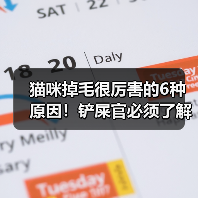 猫咪掉毛很厉害的6种原因!铲屎官必须了解!(图4) 猫咪掉毛很厉害的6种原因!铲屎官必须了解!(图4)